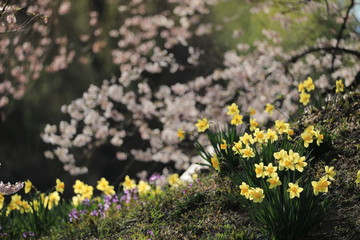 桜をバックに咲くスイセンの花