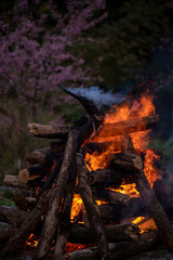 burning bonfire on a summer evening next to tree cherry