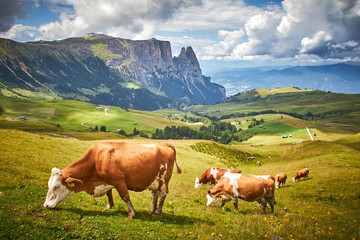 Beautiful view of the mountains with cows, clouds and houses