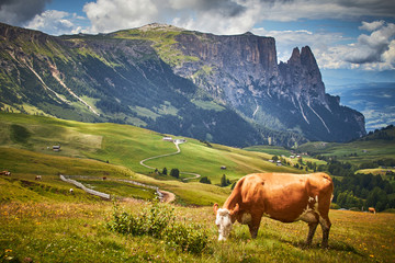 Fototapeta na wymiar Beautiful view of the mountains with cows, clouds and houses