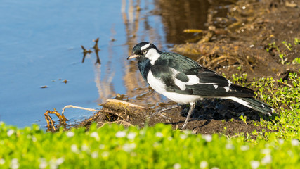 Magpie Lark