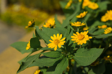 yellow flowers in the garden