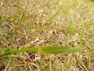 grass in the field