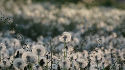 Dandelion field