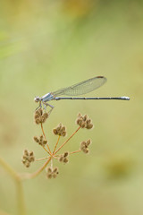 Dragonfly on a branch