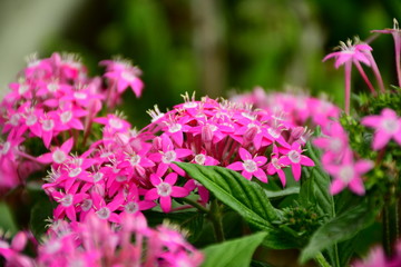 flores de jardín rosadas
