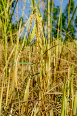 The ears of rice and the paddy kernels that are ripe and ready to harvest.