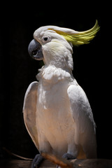 Sulphur Crested Cockatoo