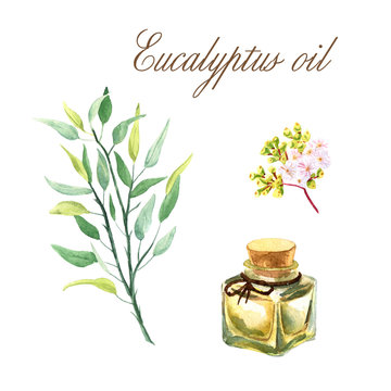 Watercolor illustration with essential oil of eucalyptus