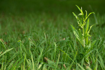 weed among green grass