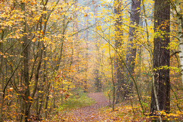 Fototapeta premium A narrow path leads through a forest. It is autumn.
