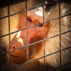 Baboon