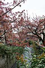 Blooming of Atami-zakura (cherry blossom in Atami) at Atami city in February