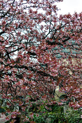 Blooming of Atami-zakura (cherry blossom in Atami) at Atami city in February