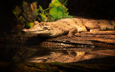 Dwarf crocodile
