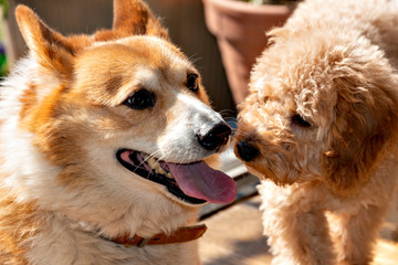 First contact of two dogs, Welch corgi and puppy of toy poodle in the garden