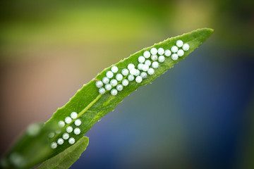 Butterfly eggs