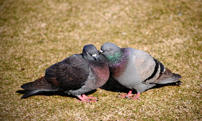 Pigeons courting on the grass