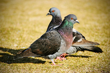 Courting pigeons seem to be dancing.