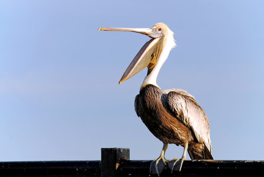 Pelican with beak open wide.
