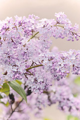 Closeup of delicate lilac blossoms