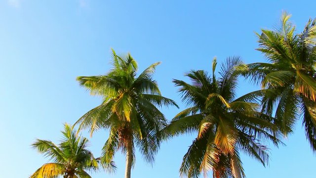 Coconut trees or Palm trees with the fronds blowing in the wind on blue sky background at summer time.