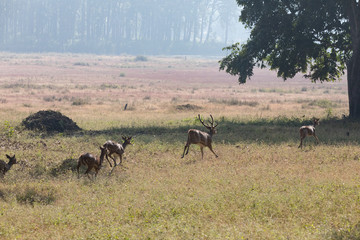 Naklejka na ściany i meble Wildlife of Kanha and Bhandhavgarh National Parks