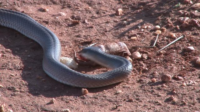  Black mamba snake catches a blind mole rat.
