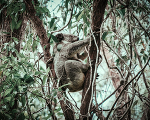 Koala