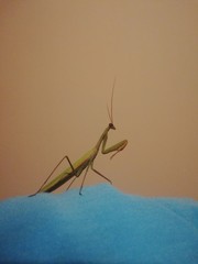 praying mantis