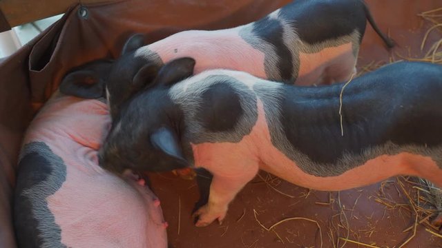 Piglets are sucking the mother's breast to drink milk in the farm.