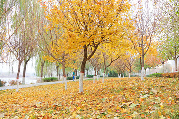 Autumn scenery in the park