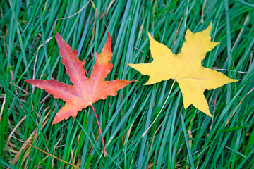 Color leaves on the grass