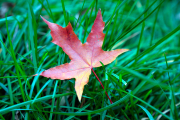 red leaf on the green grass