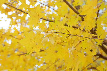 Yellow leaves are in nature