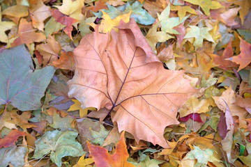 deciduous leaves are in nature