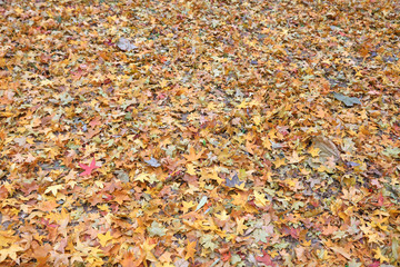 Falling leaves on the ground
