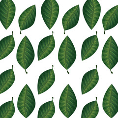 Fototapeta premium background of leafs tropical natural vector illustration design