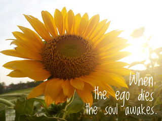 Inspirational quote - When the ego dies, the soul awakes. With background of morning sunlight over...