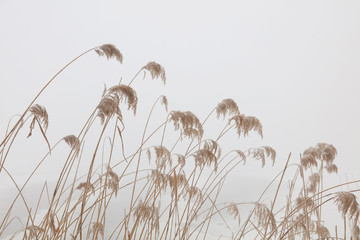 Reeds in haze
