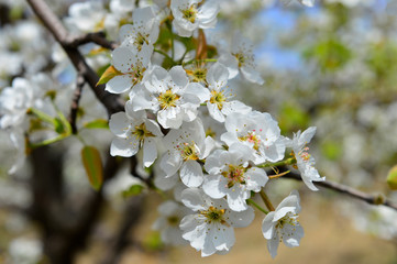 Pear flower in full bloom in spring