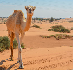 Arabian Camel (Camelus Drimedarius) in the desert of the United Arab Emirates of Western Asia.