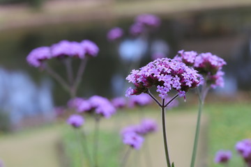 close up beautiful verbena flowers in the garden and blur background