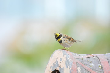 The outdoor fringillidae birds in the park