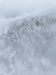Winter forest