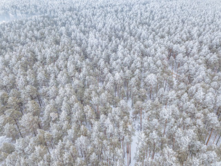 Winter forest