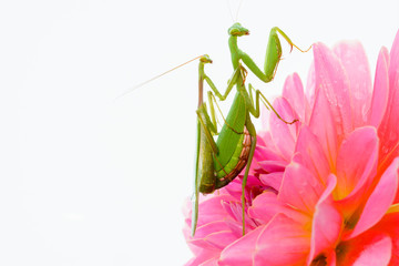 Close-up image of a male and female South African Praying Mantis (Miomantis caffra) mating on a...