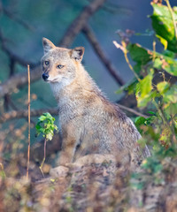 Wildlife of Kanha and Bhandhavgarh National Parks