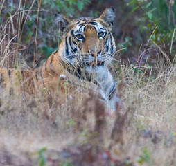 Fototapeta na wymiar Wildlife of Kanha and Bhandhavgarh National Parks
