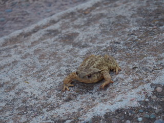 Frog sitting on a ground on the road to Santiago de Compostela, Camino de Santiago, Way of St. James, Journey from Najera to Granon, French way, Spain